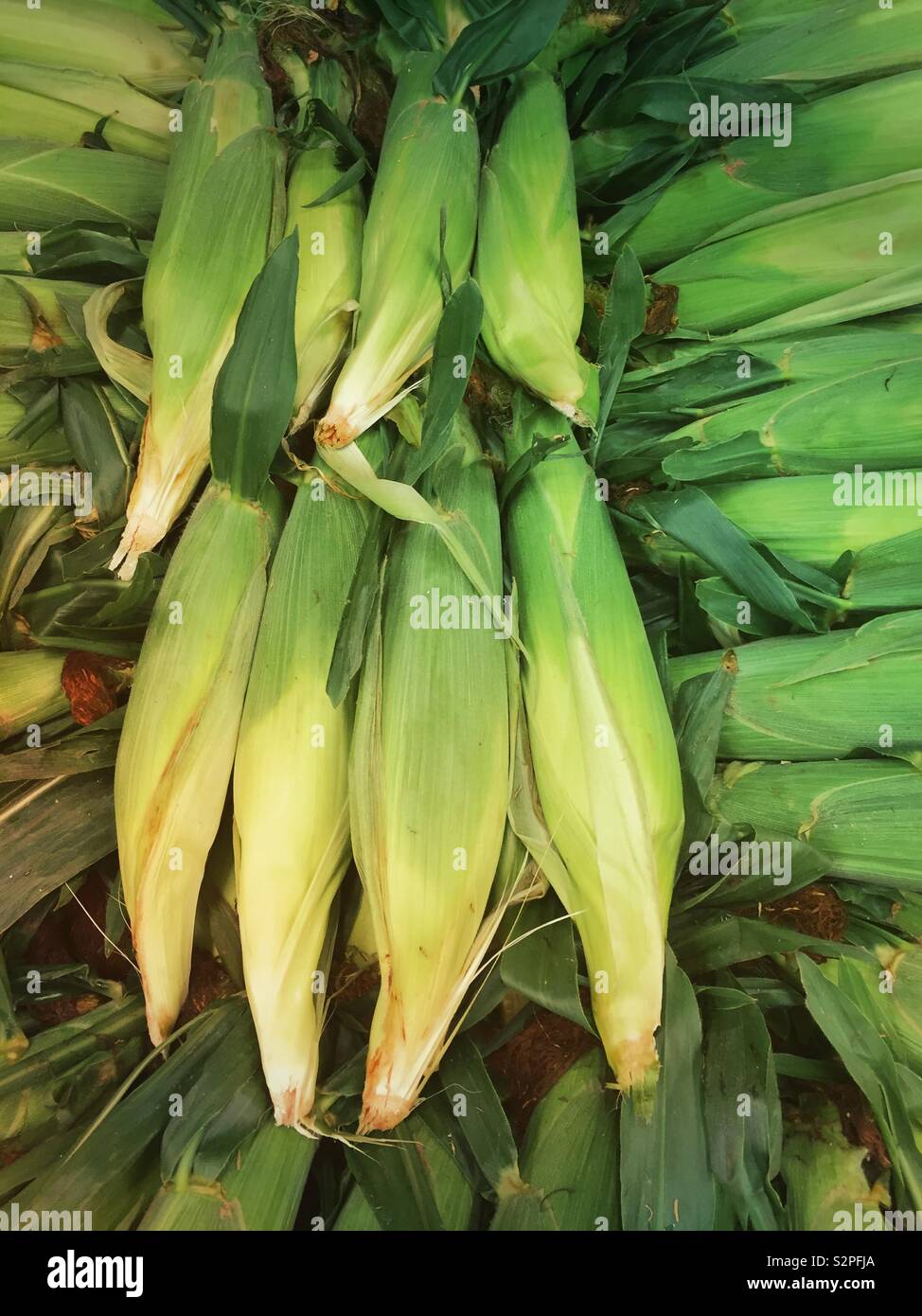 Just picked ears of sweetcorn still in the husks, USA - Smartphone Captured Stock Image