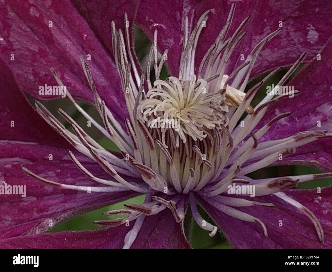 Close-up of an unnamed early flowering Clematis in my garden. - Smartphone Captured Stock Image
