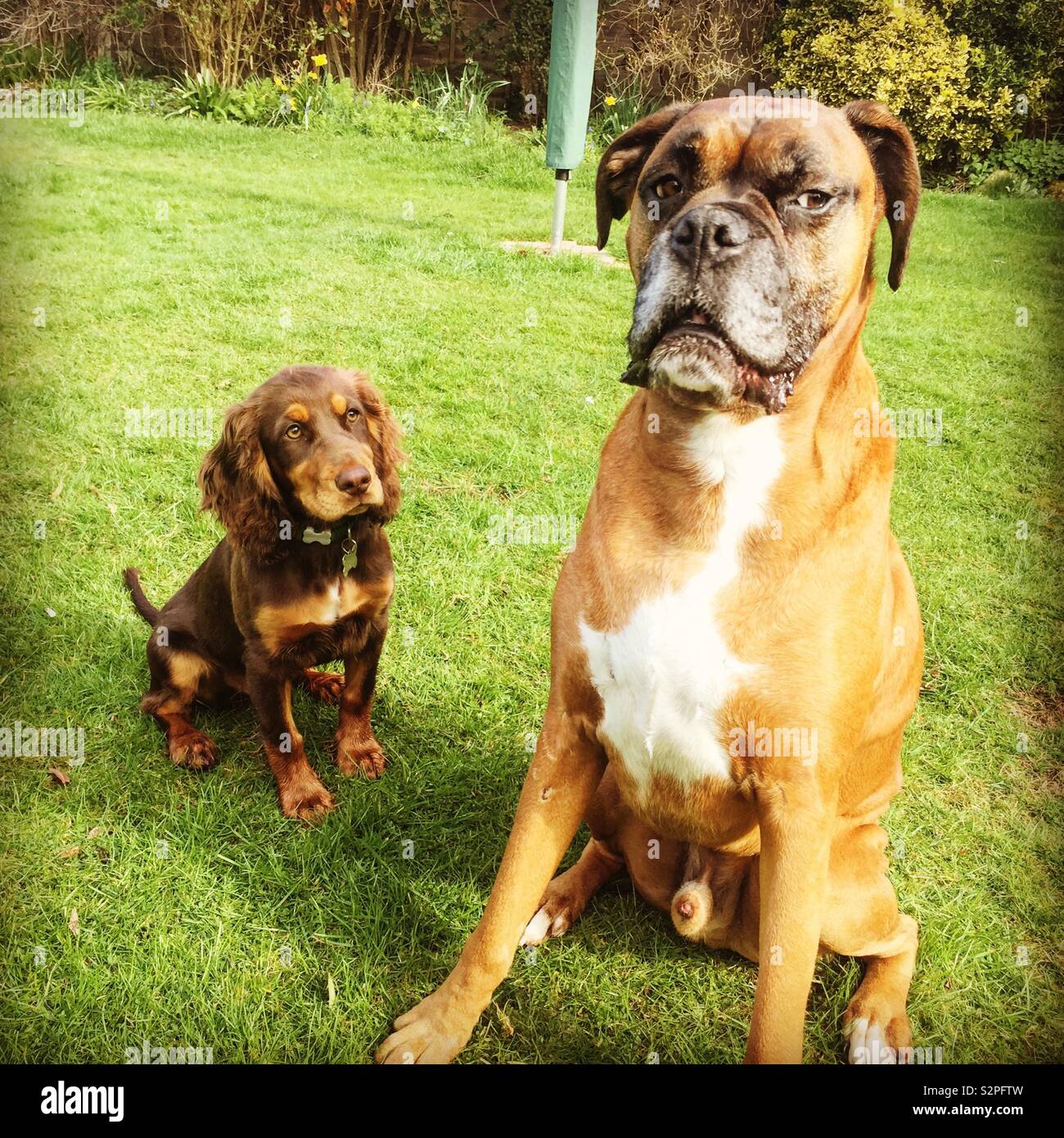 Boxer and cocker spaniel stock photography and images - Alamy