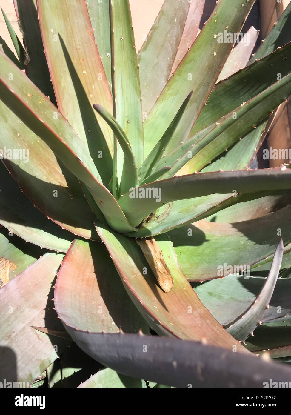 Aloe plant Stock Photo