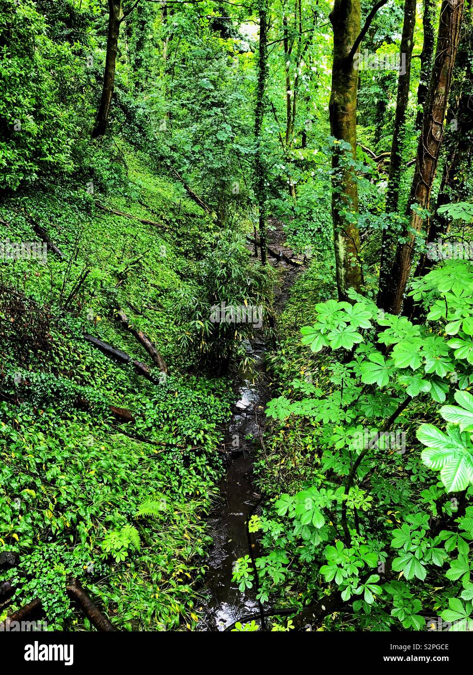Small stream running through dense deciduous woodland. Stock Photo