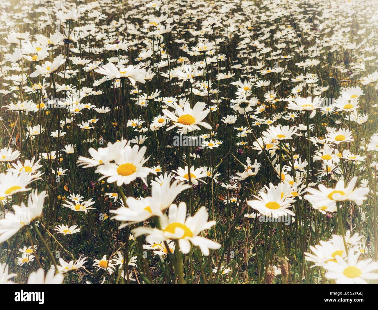 Meadow of daisy wild flowers - Smartphone Captured Stock Image
