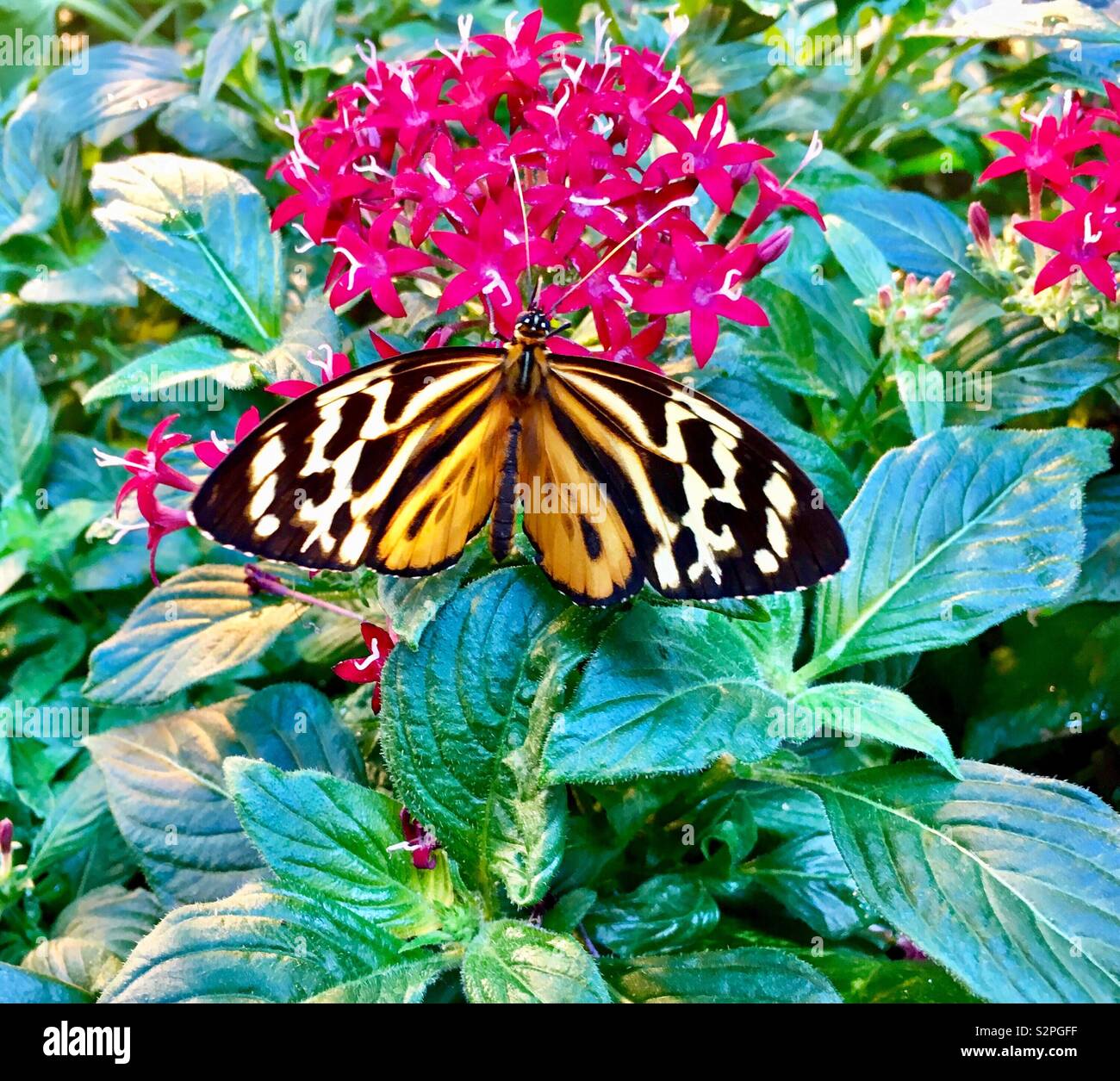 Orange white and black butterfly perched on red star flowers surrounded by green leaves Stock Photo