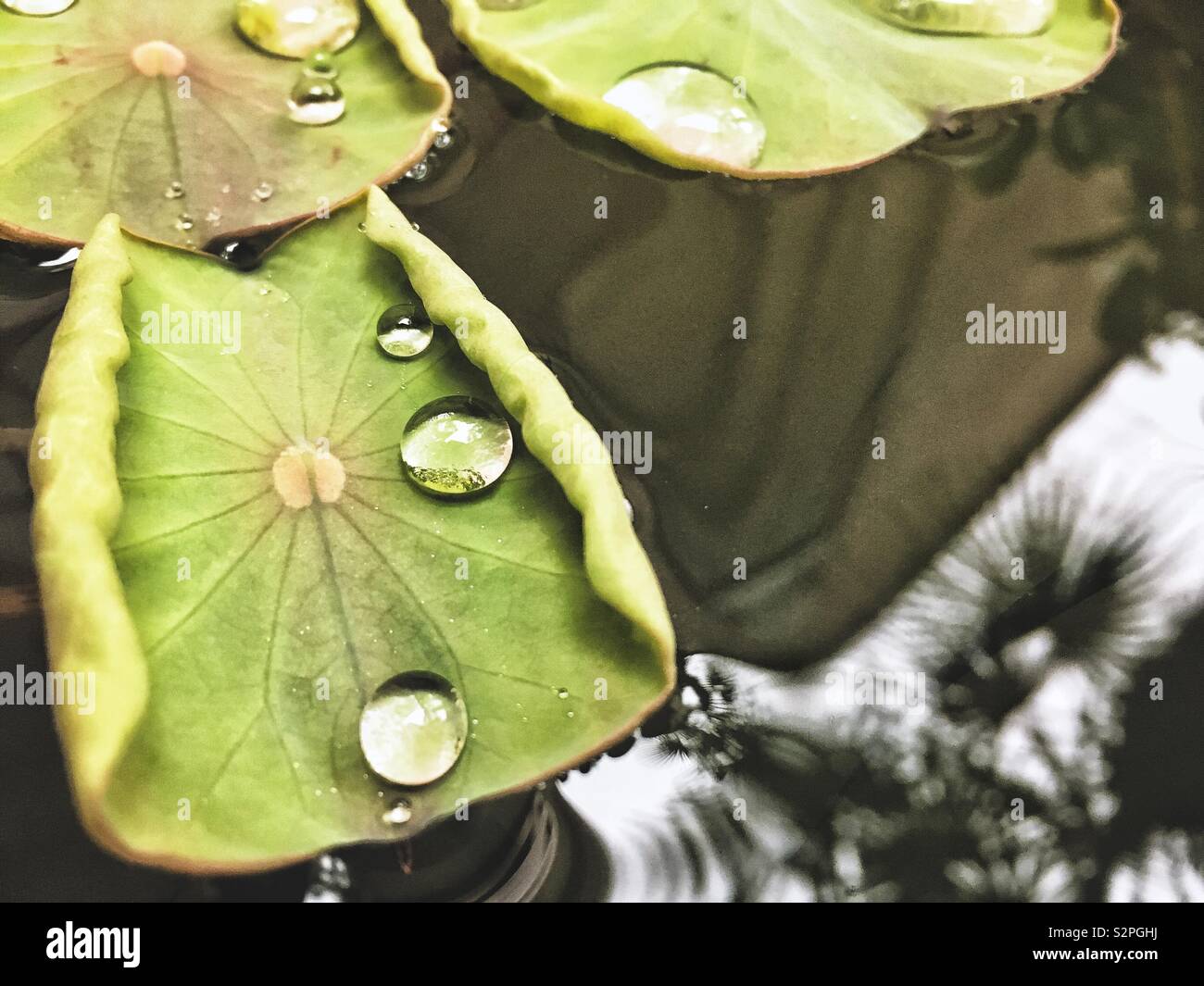 Drops on a lily pad leaf Stock Photo