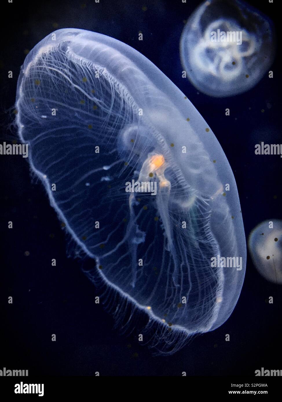 Moon jellyfish in an aquarium against a black background - Smartphone Captured Stock Image