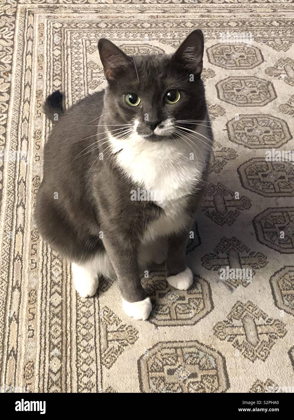 gray bicolor cat