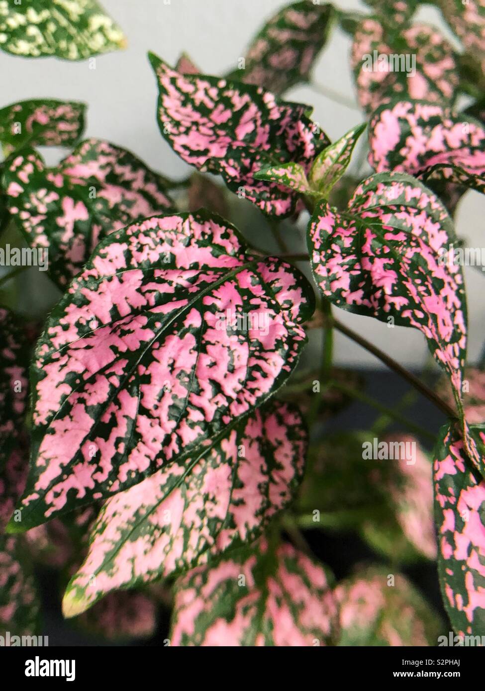 Close up leaves of hypoestes phyllostachya plant. Stock Photo