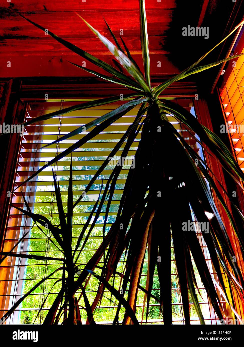 Sunroom tree hi-res stock photography and images - Alamy