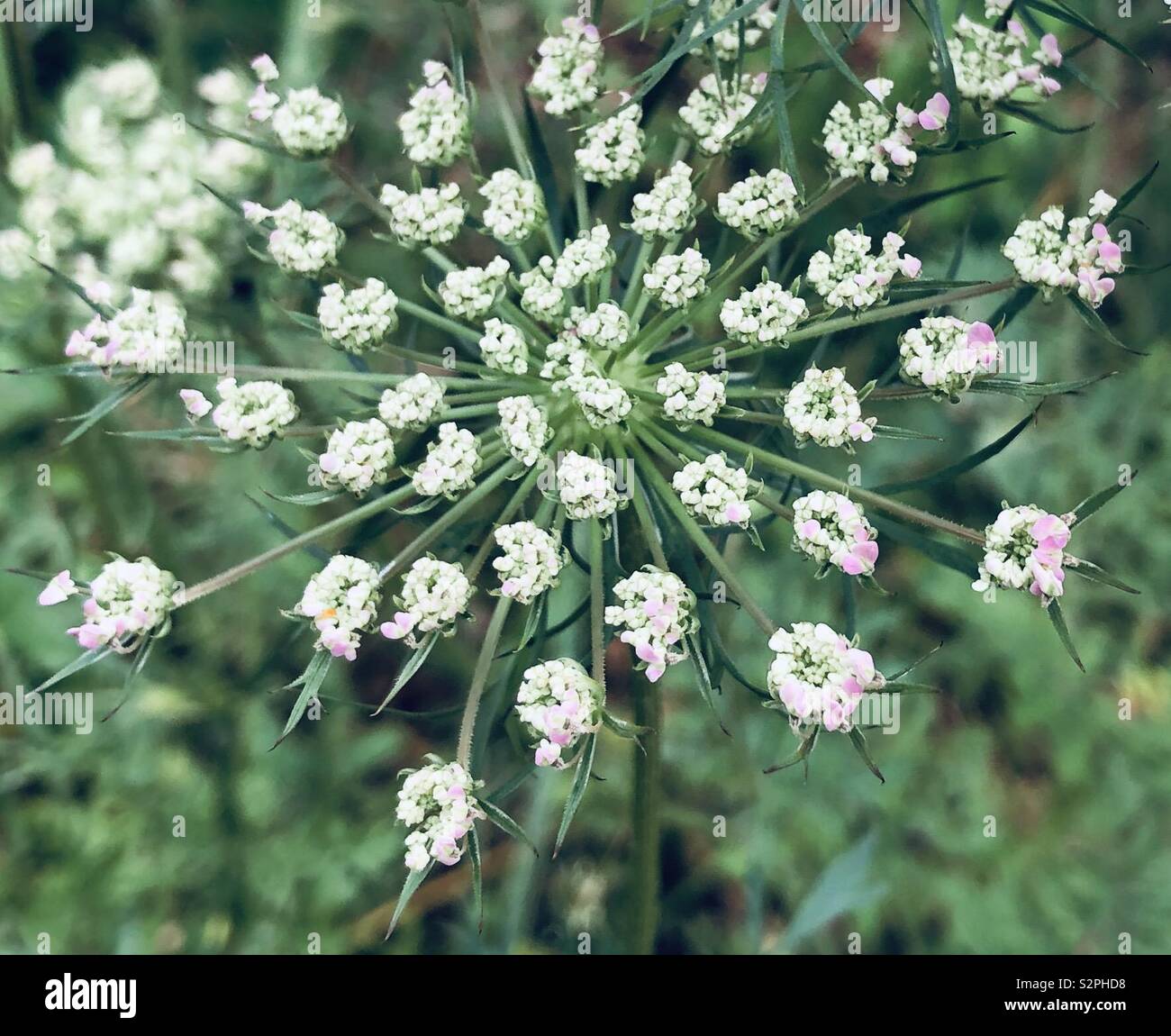 Queen Anne’s Lace flower detail Stock Photo