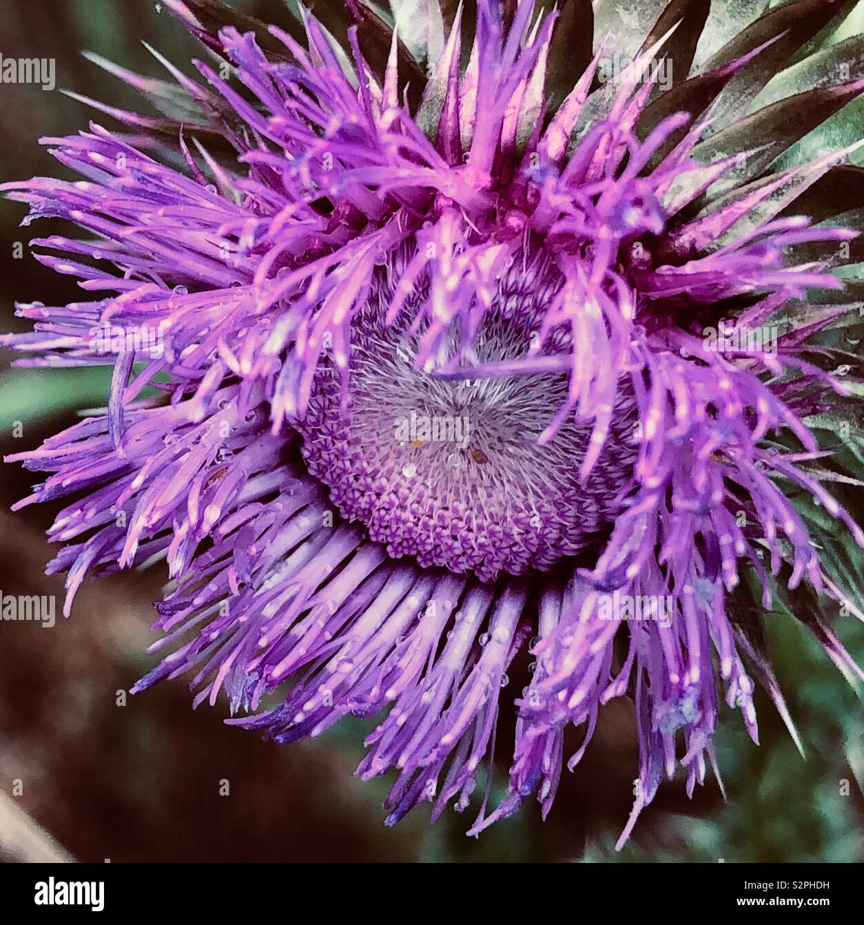 Vibrant thistle flower Stock Photo