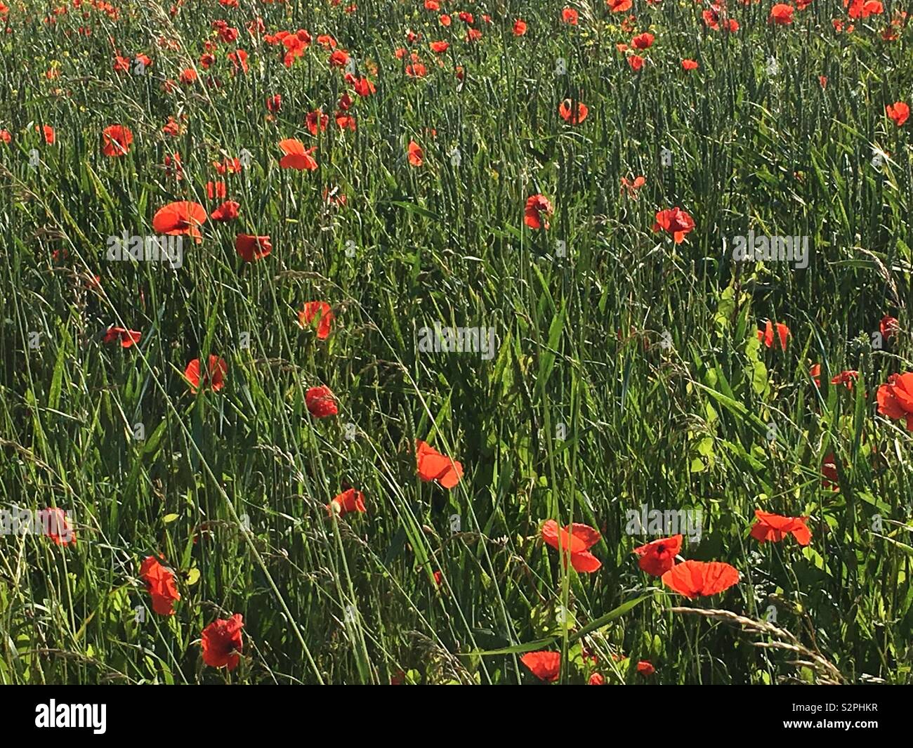 Poppies flanders fields hi-res stock photography and images - Alamy