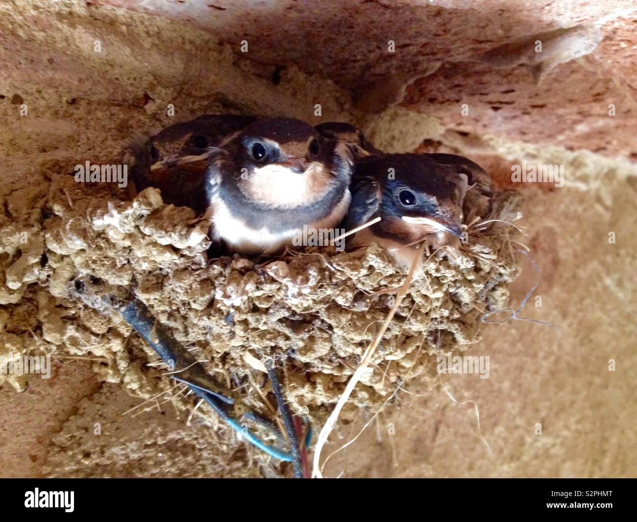 Barn Swallows (Hirundo rustica) Chicks in nest - Smartphone Captured Stock Image
