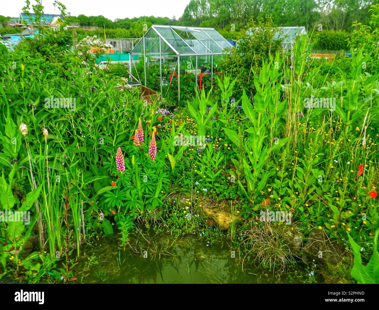 Allotment with lupine and a pond, Kilwinning, Ayrshire, Scotland, UK - Smartphone Captured Stock Image