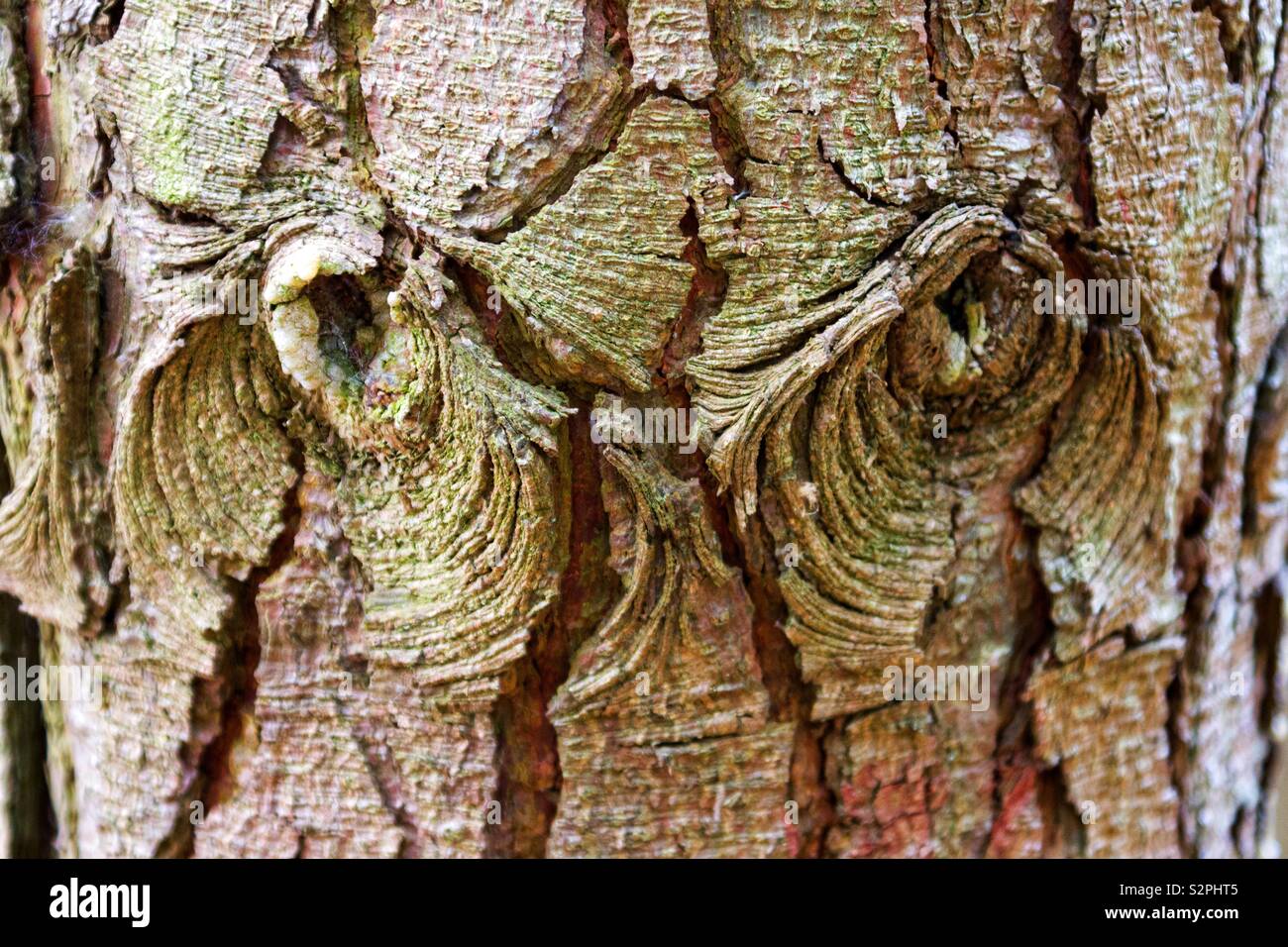 Tree bark - Smartphone Captured Stock Image