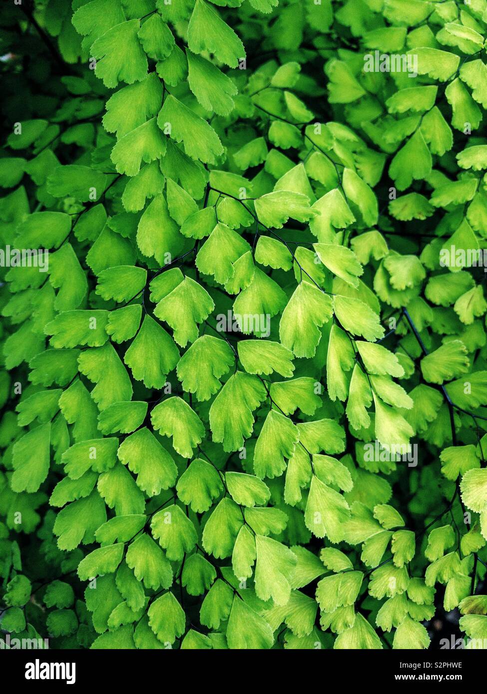 Leaves of maidenhair fern Stock Photo Alamy