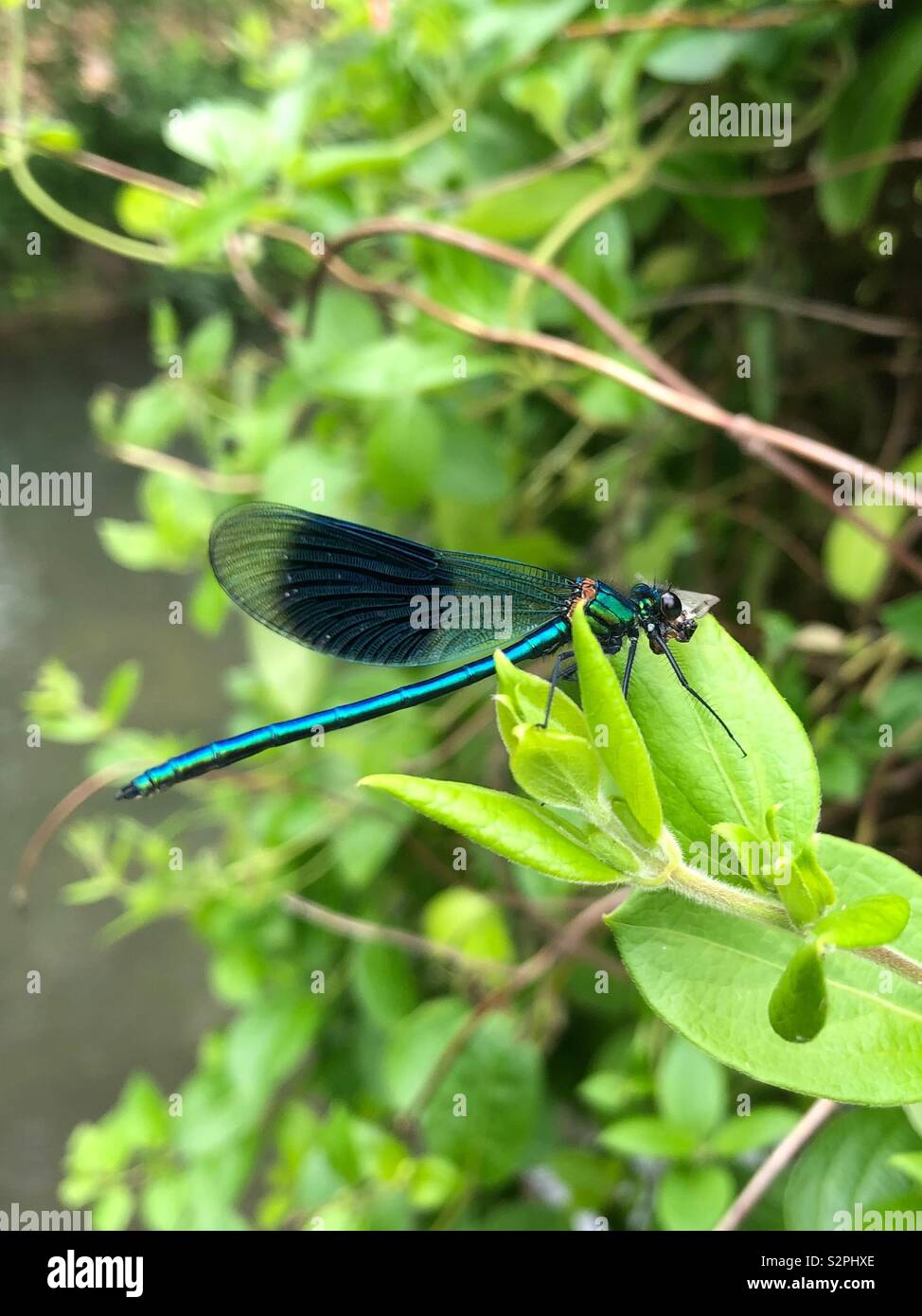 Jewelwing eating a fly Stock Photo