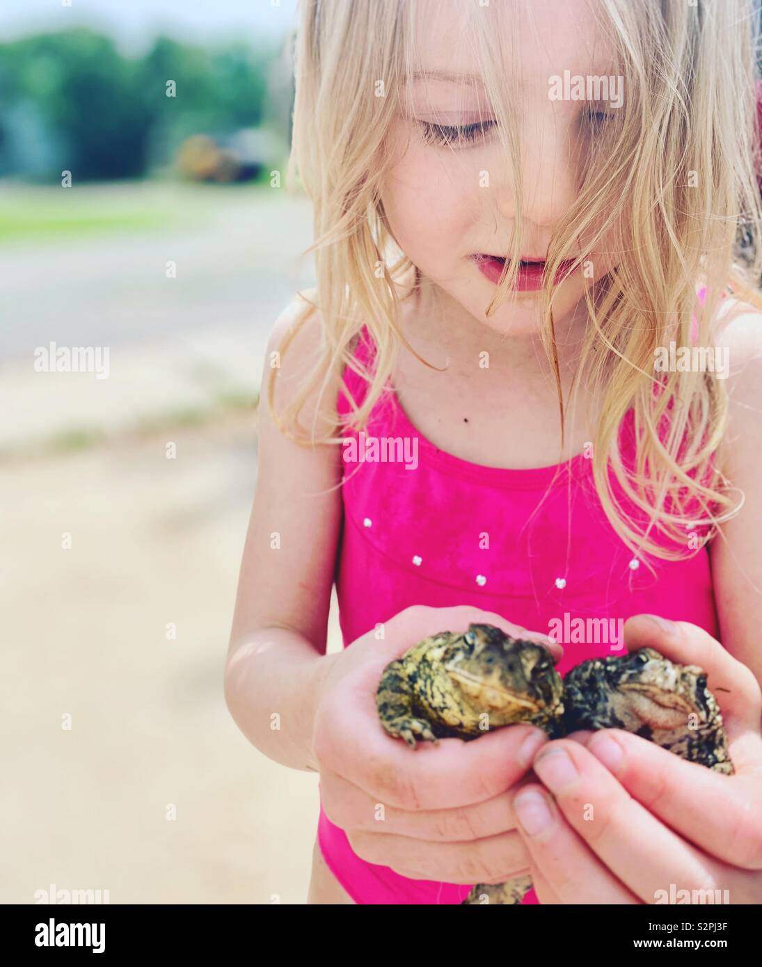 Young frogs hires stock photography and images Alamy