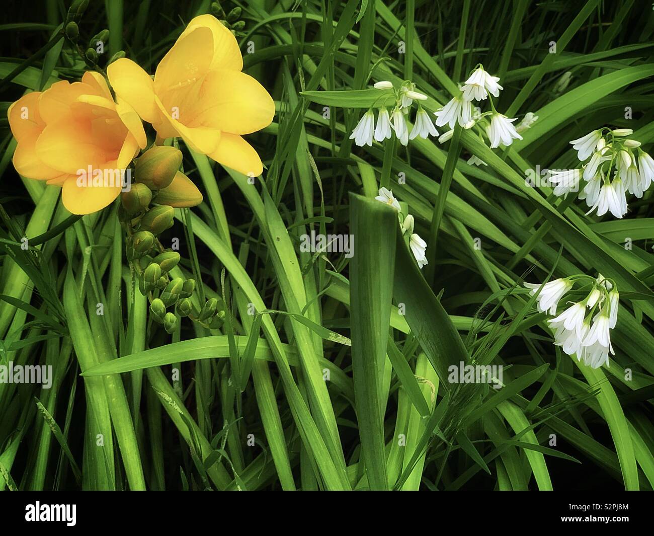 Yellow Freesia Hybrida Klatt White Allium Sikkimense 黃色香雪蘭 別名菖蒲蘭與白色高山韭 別名野蔥 Stock Photo Alamy Yellow Freesia Hybrida Klatt White Allium Sikkimense 黃色香雪蘭 別名菖蒲蘭與白色高山韭 別名野蔥 Stock Photo Alamy