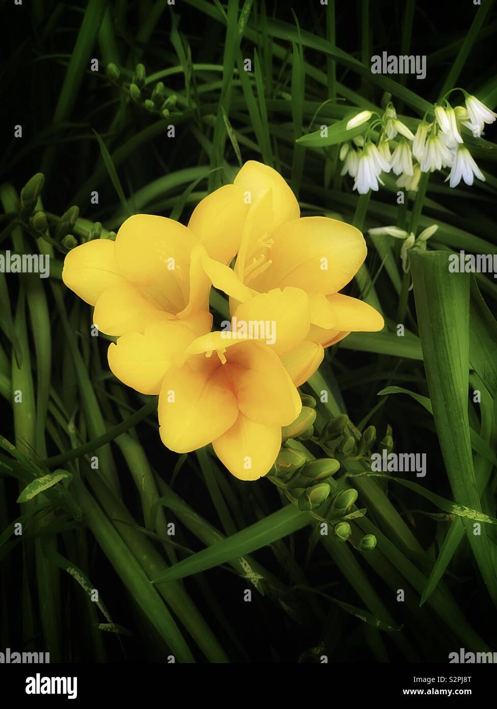 Yellow Freesia Hybrida Klatt White Allium Sikkimense 黃色香雪蘭 別名菖蒲蘭與白色高山韭 別名野蔥 Stock Photo Alamy Yellow Freesia Hybrida Klatt White Allium Sikkimense 黃色香雪蘭 別名菖蒲蘭與白色高山韭 別名野蔥 Stock Photo Alamy