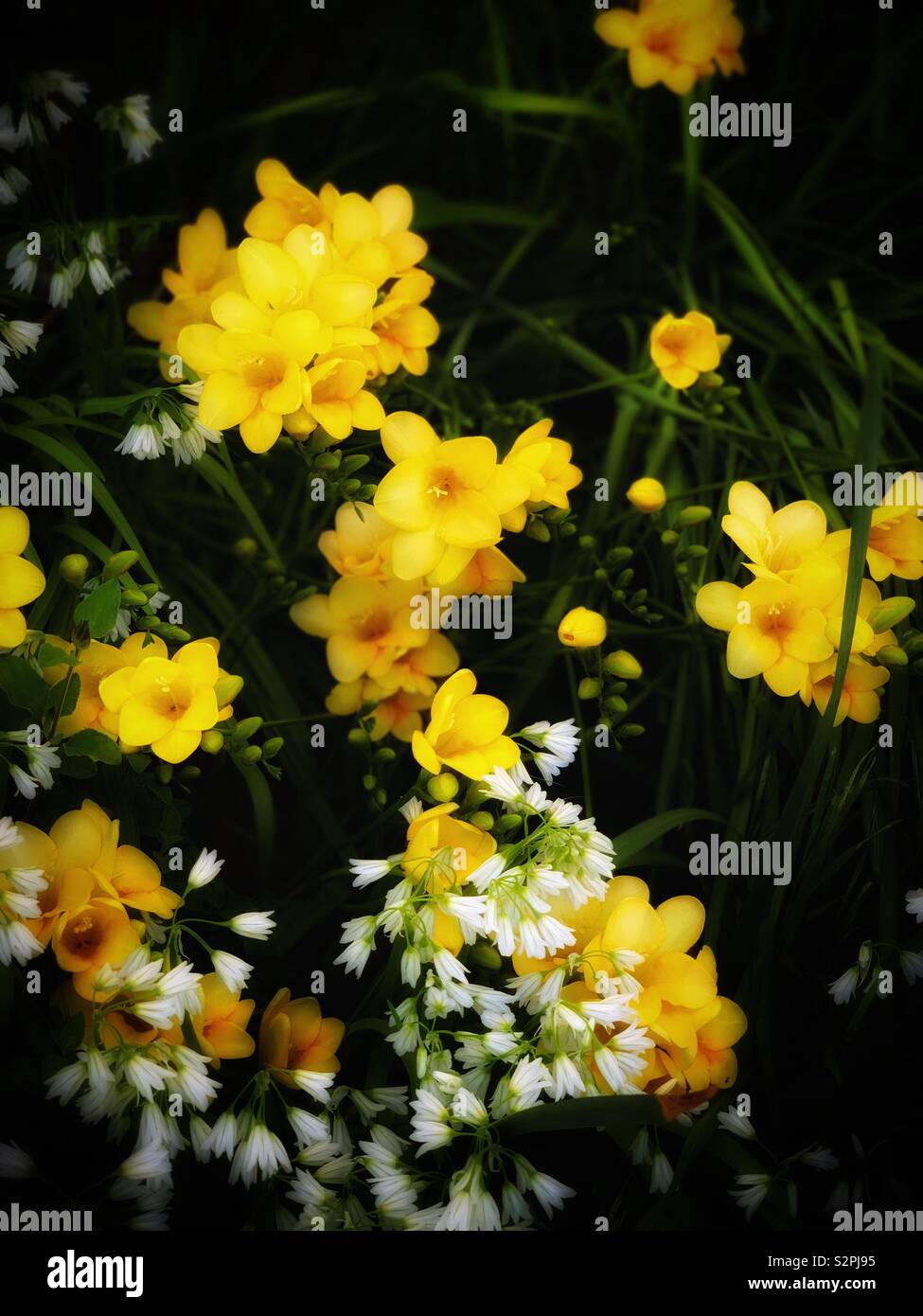 Yellow Freesia Hybrida Klatt White Allium Sikkimense 黃色香雪蘭 別名菖蒲蘭與白色高山韭 別名野蔥 Stock Photo Alamy