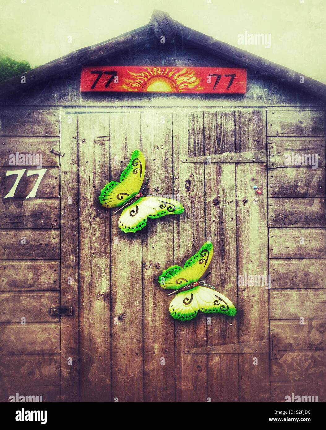 Two butterflies on a wooden shed, Kilwinning, Ayrshire, Scotland, UK - Smartphone Captured Stock Image