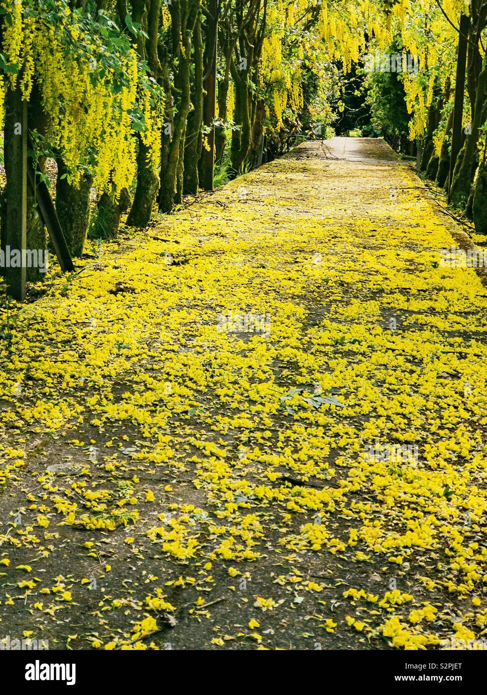 Laburnum trees with yellow petals on ground. Stock Photo