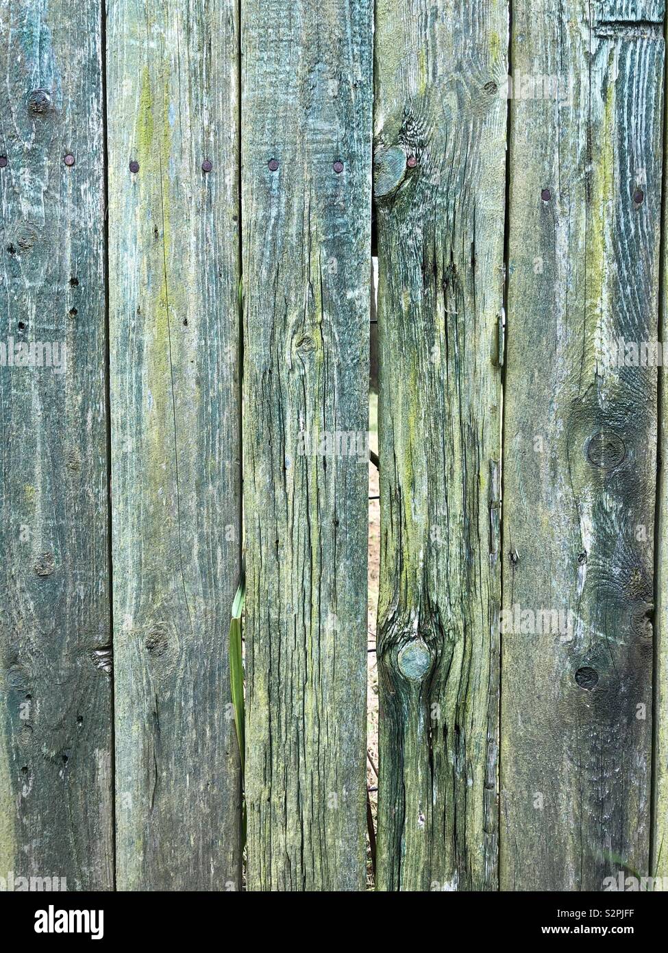 Abstract formed by five, green, wooden fence panels - Smartphone Captured Stock Image