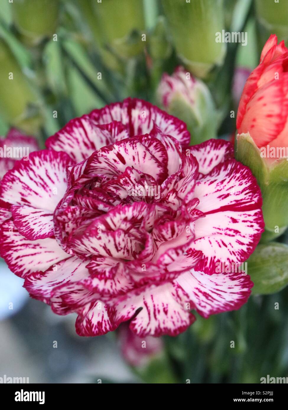 Purple and Peach Carnations in bloom - Smartphone Captured Stock Image