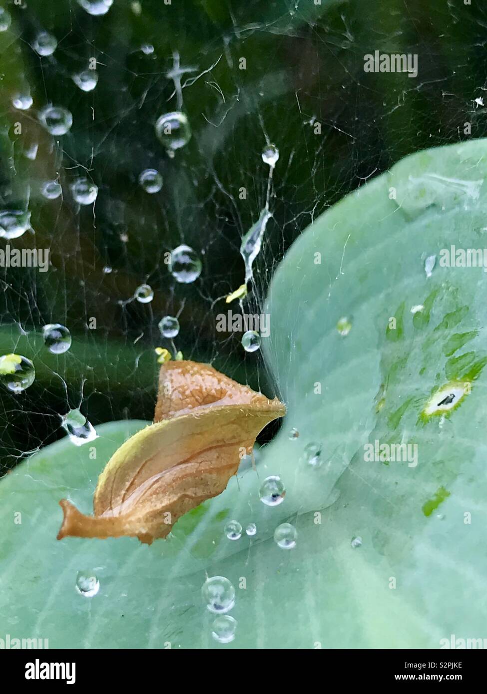 Raindrops on web Stock Photo