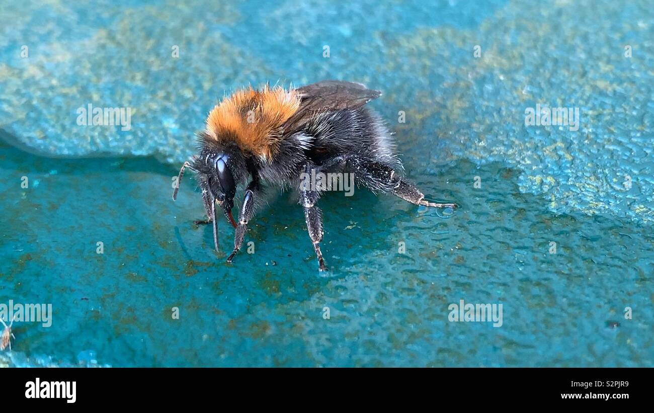 Tree bumblebee drinking sugar water Stock Photo Alamy