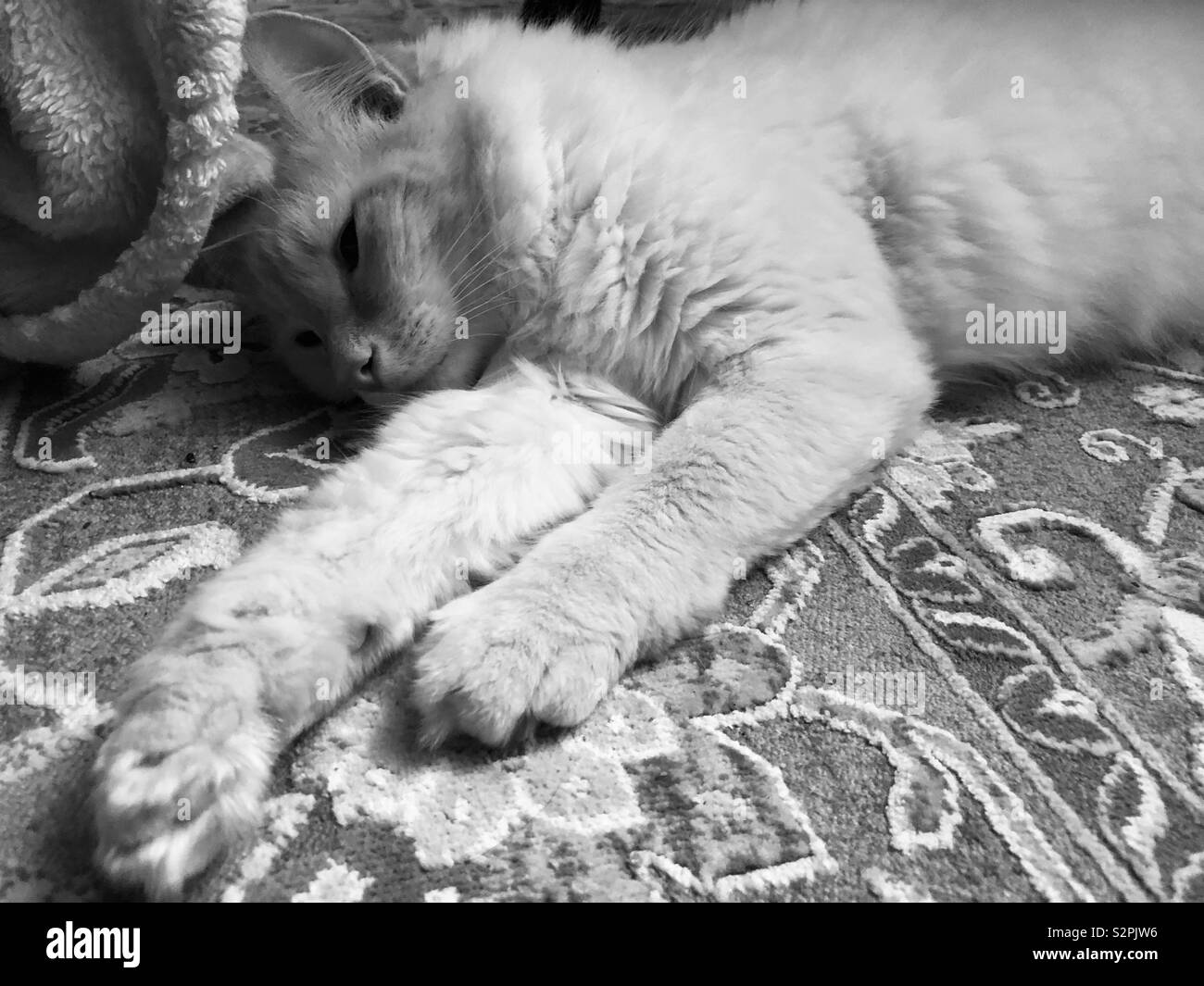Flamepoint Siamese cat laying on the carpet Stock Photo