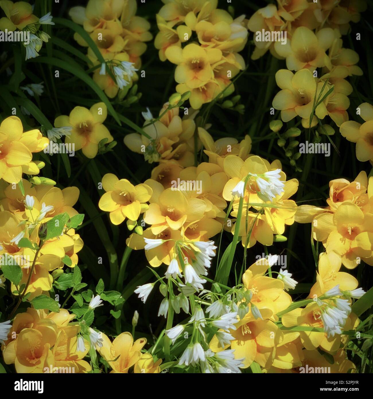 Yellow Freesia Hybrida Klatt White Allium Sikkimense 黃色香雪蘭 別名菖蒲蘭與白色高山韭 別名野蔥 Stock Photo Alamy Yellow Freesia Hybrida Klatt White Allium Sikkimense 黃色香雪蘭 別名菖蒲蘭與白色高山韭 別名野蔥 Stock Photo Alamy