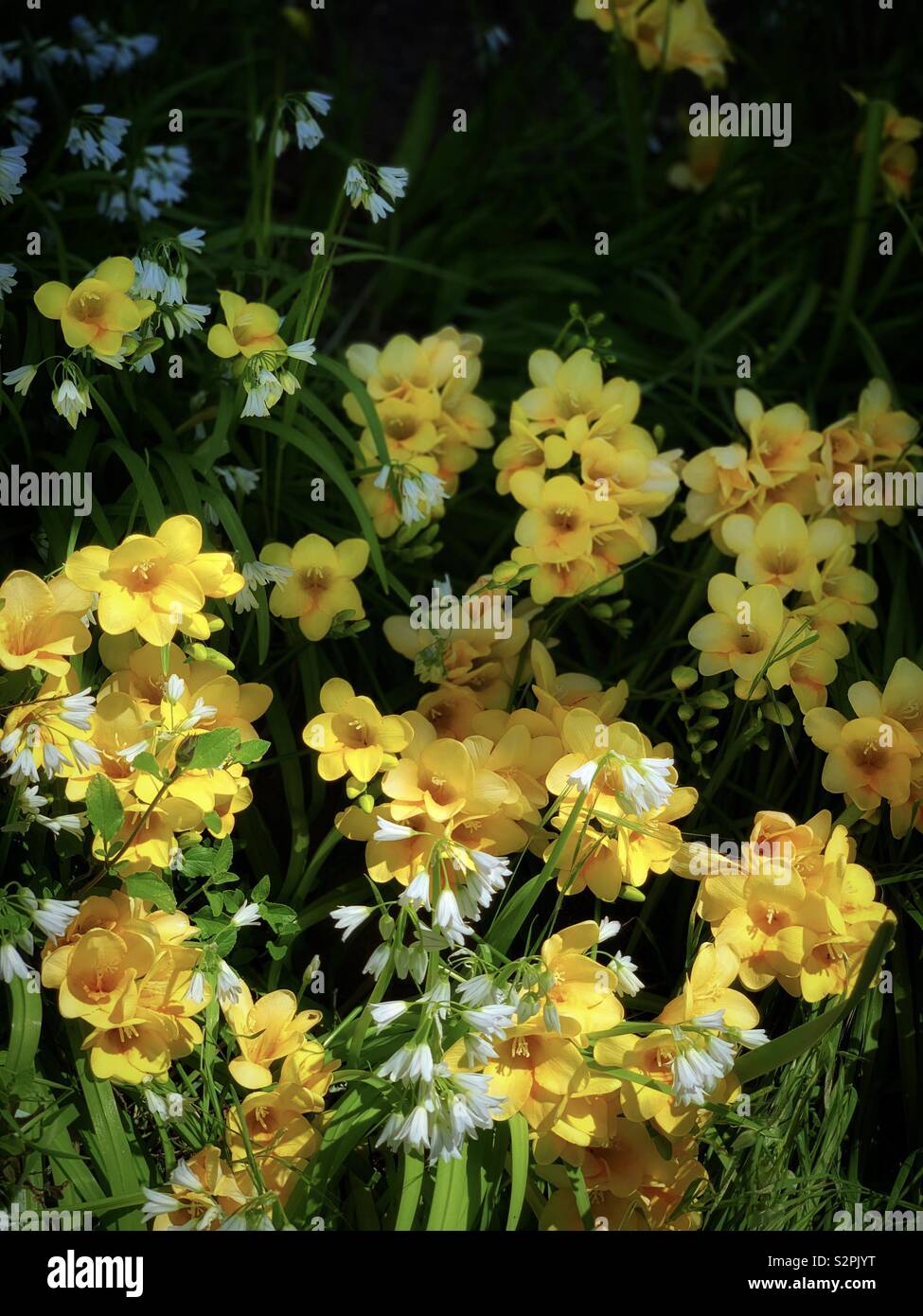 Yellow Freesia Hybrida Klatt White Allium Sikkimense 黃色香雪蘭 別名菖蒲蘭與白色高山韭 別名野蔥 Stock Photo Alamy Yellow Freesia Hybrida Klatt White Allium Sikkimense 黃色香雪蘭 別名菖蒲蘭與白色高山韭 別名野蔥 Stock Photo Alamy