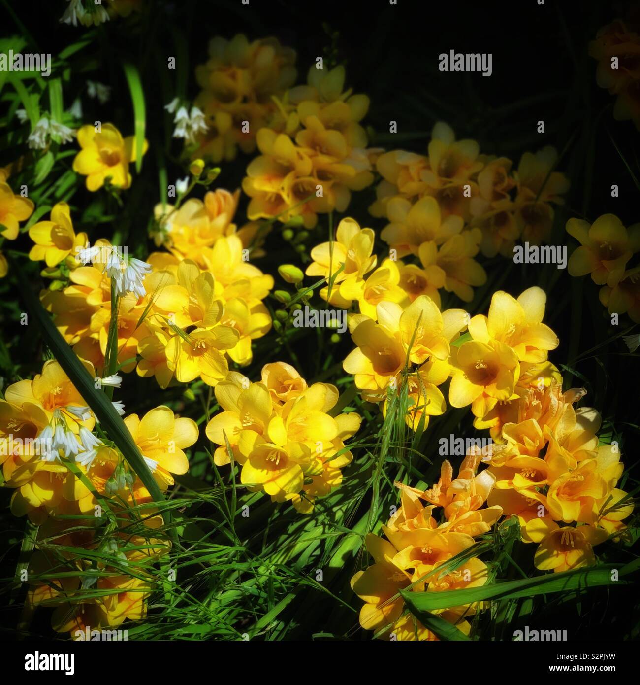 Yellow Freesia Hybrida Klatt White Allium Sikkimense 黃色香雪蘭 別名菖蒲蘭與白色高山韭 別名野蔥 Stock Photo Alamy