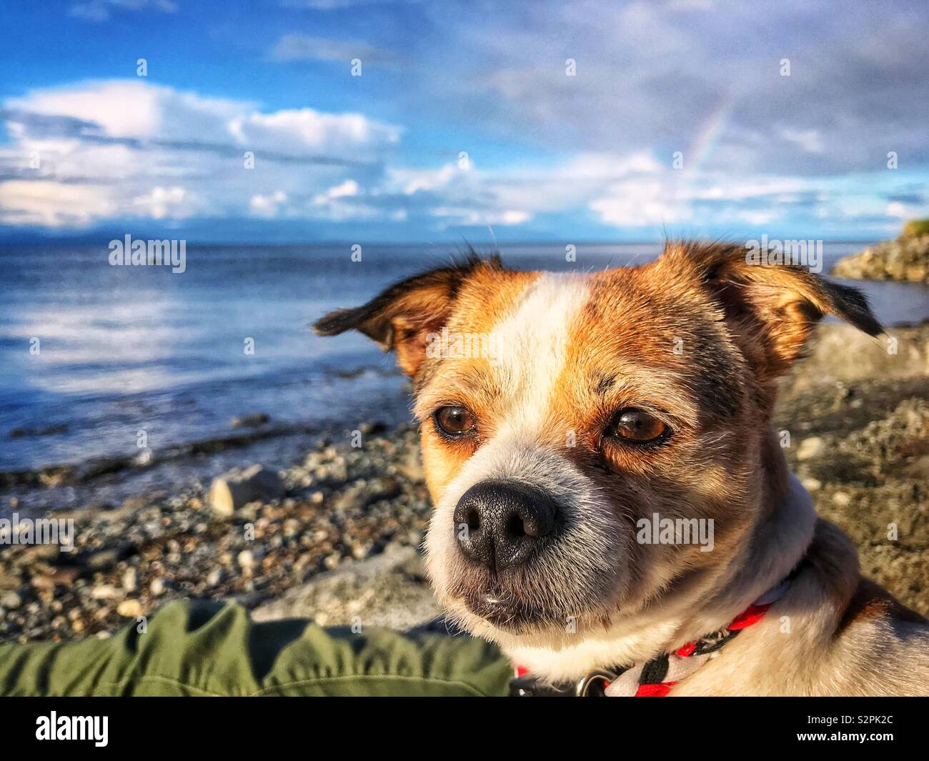 Jack Russell Terrier - Smartphone Captured Stock Image
