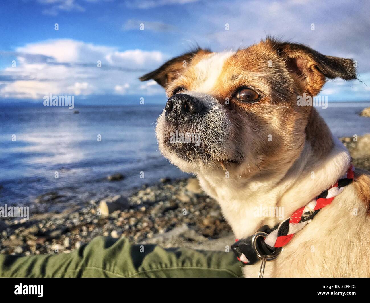 Applehead chihuahua & jack russell terrier - Smartphone Captured Stock Image