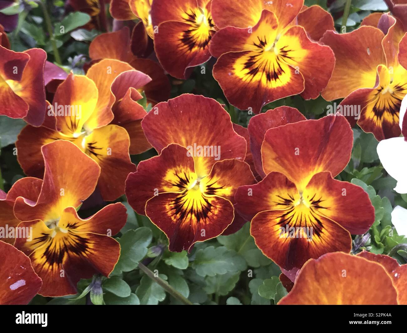 Viola red yellow hi-res stock photography and images - Alamy