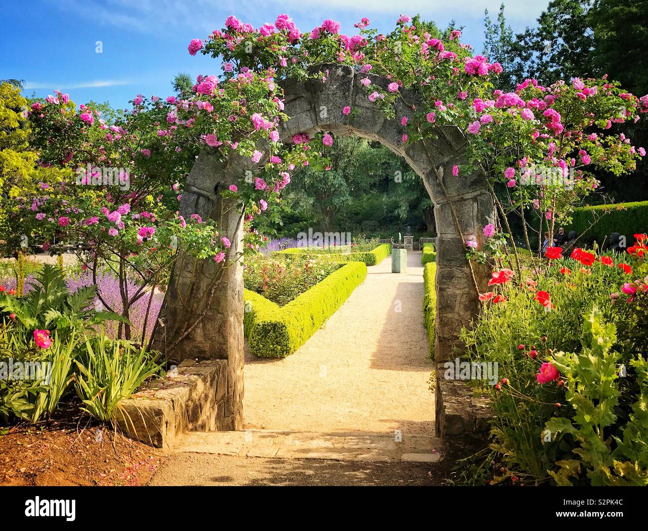 A stone archway covered with pink climbing roses leads into a rose ...