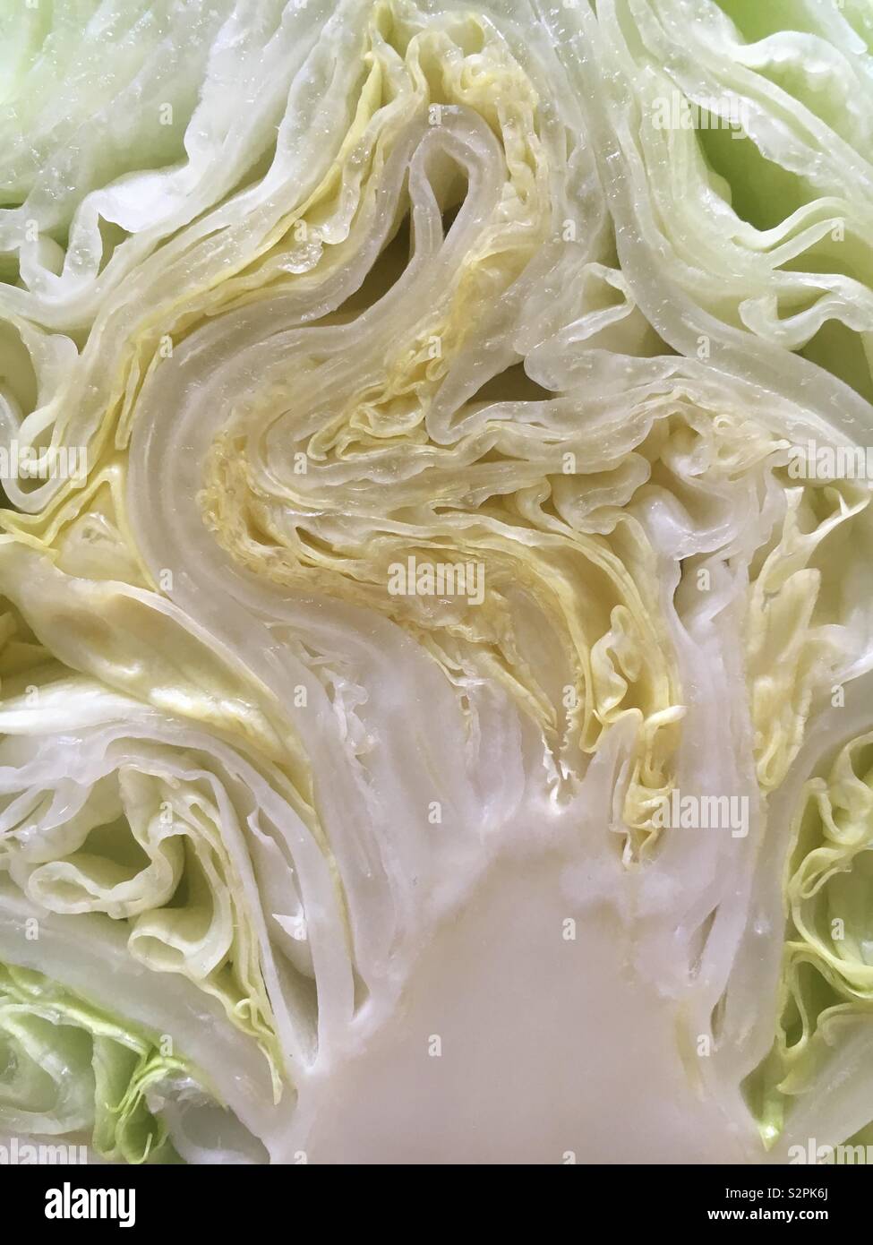 Iceberg lettuce cut in half Stock Photo Alamy