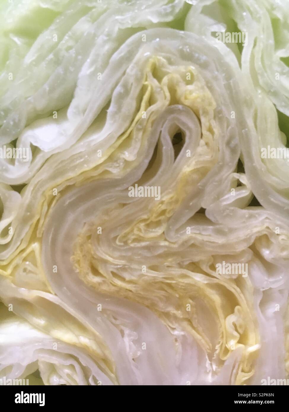 Iceberg lettuce cut in half Stock Photo Alamy