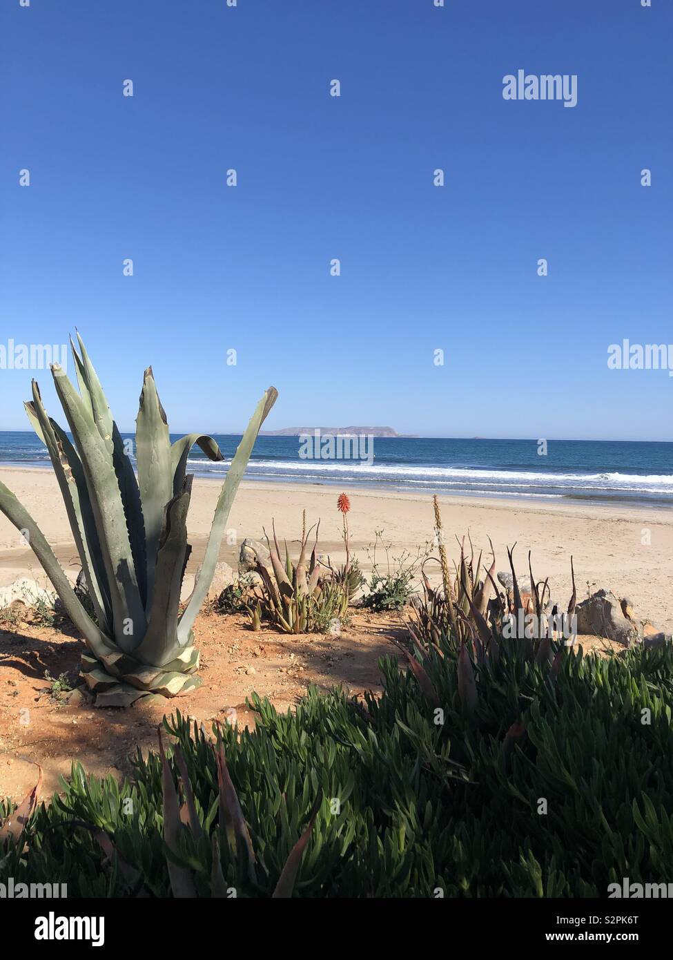 Looking out to sea with succulent plant in the foreground in Crete Stock Photo