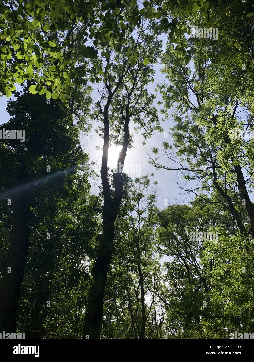 Trees sun forest hi-res stock photography and images - Alamy