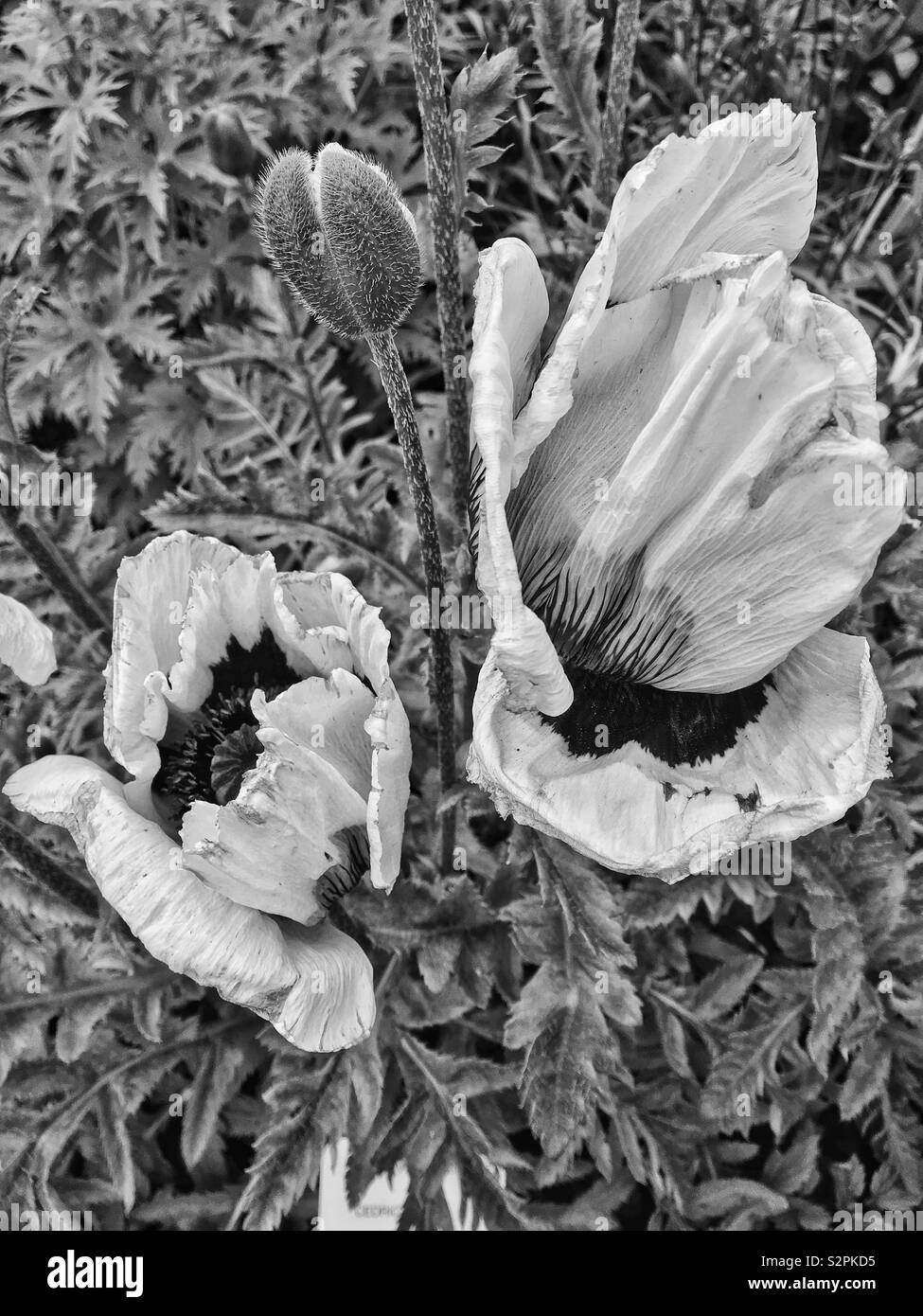 Black & white oriental poppy Stock Photo Alamy