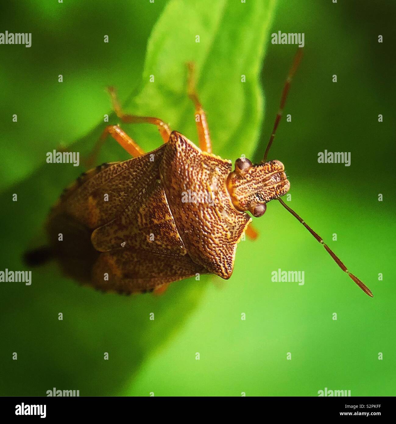Spined soldier bug, Wayne County, Pennsylvania Stock Photo Alamy