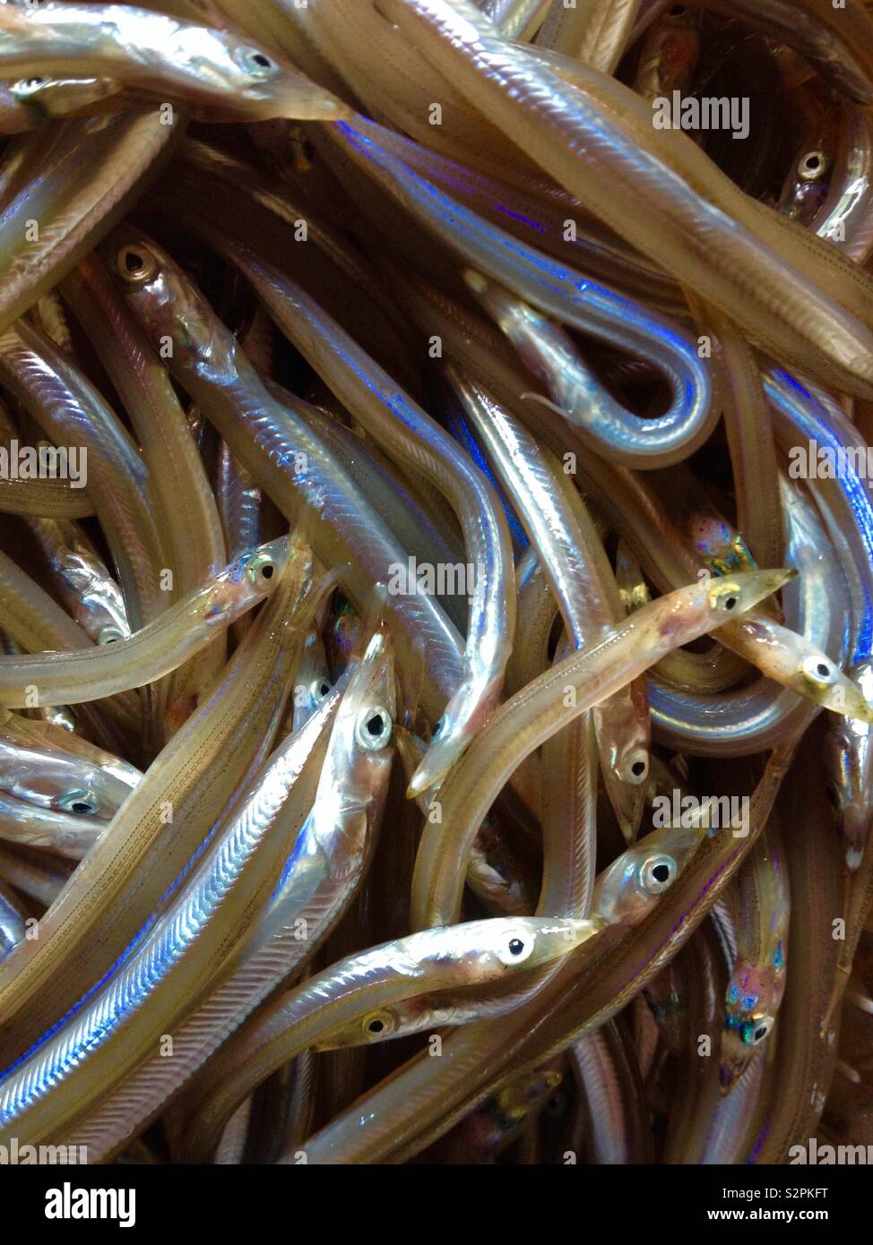 Fresh fished Mediterranean Sand Eels (Gymnammodytes cicerelus) Stock Photo