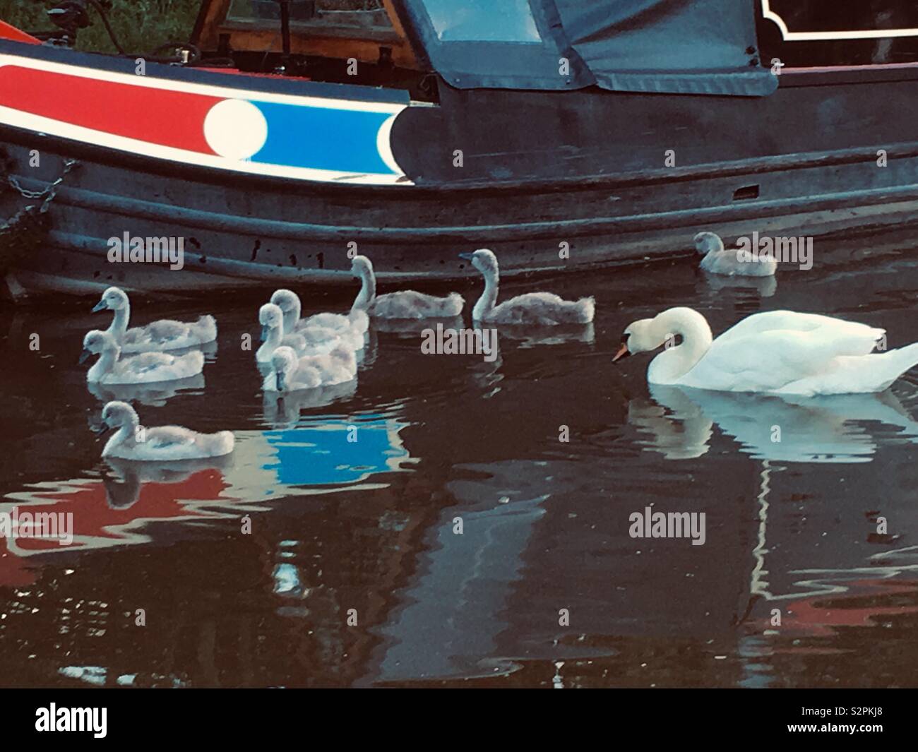 Family of adult swan and nine cygnets alongside a boat reflected in the water of a canal - Smartphone Captured Stock Image