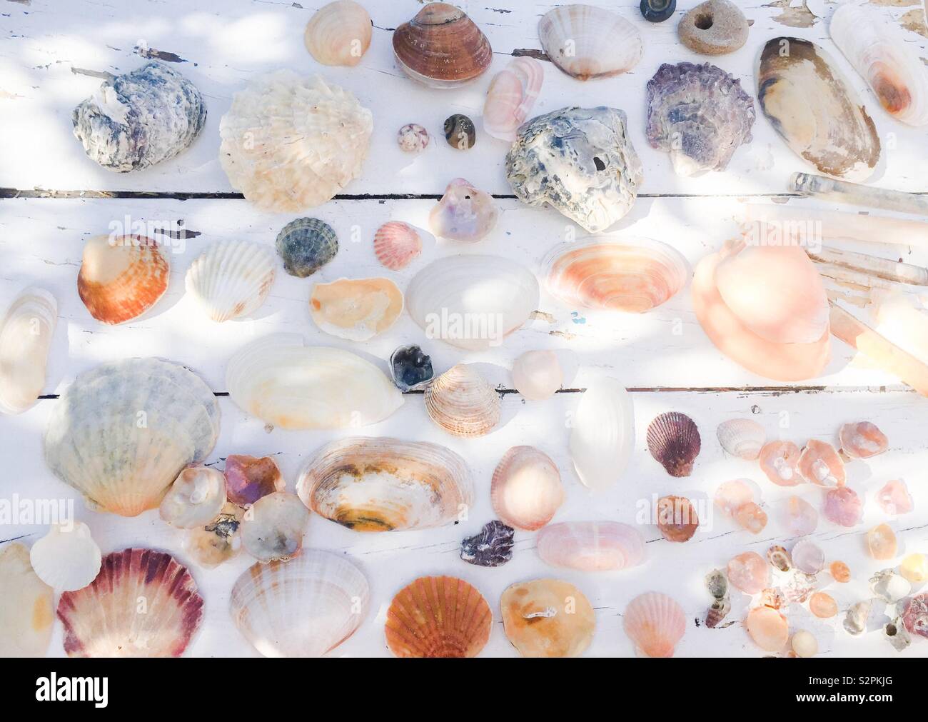 Flat scallop shells hi-res stock photography and images - Alamy