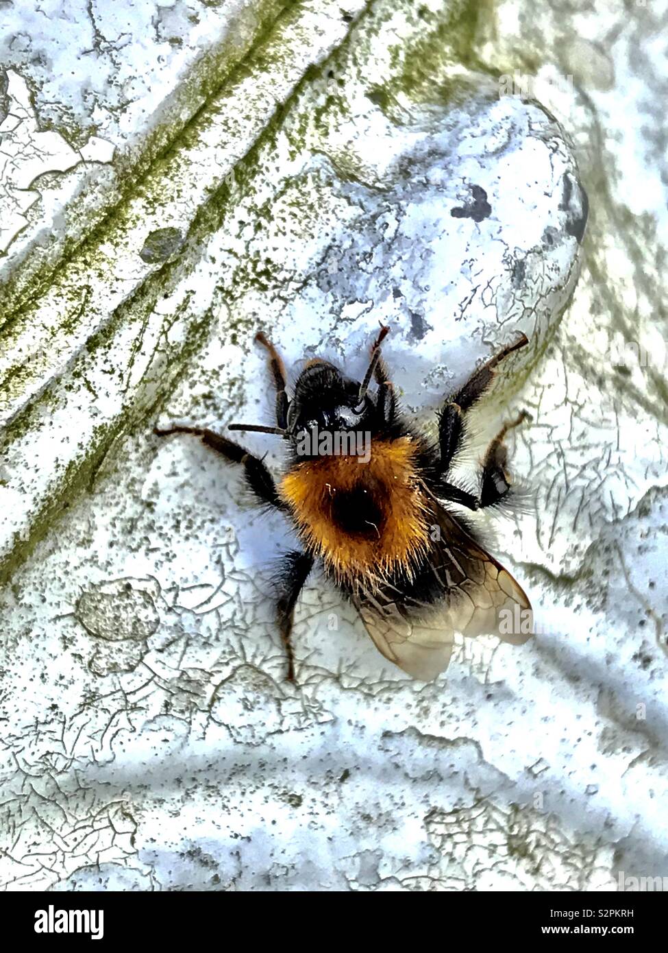 Bee with love heart on back - Smartphone Captured Stock Image