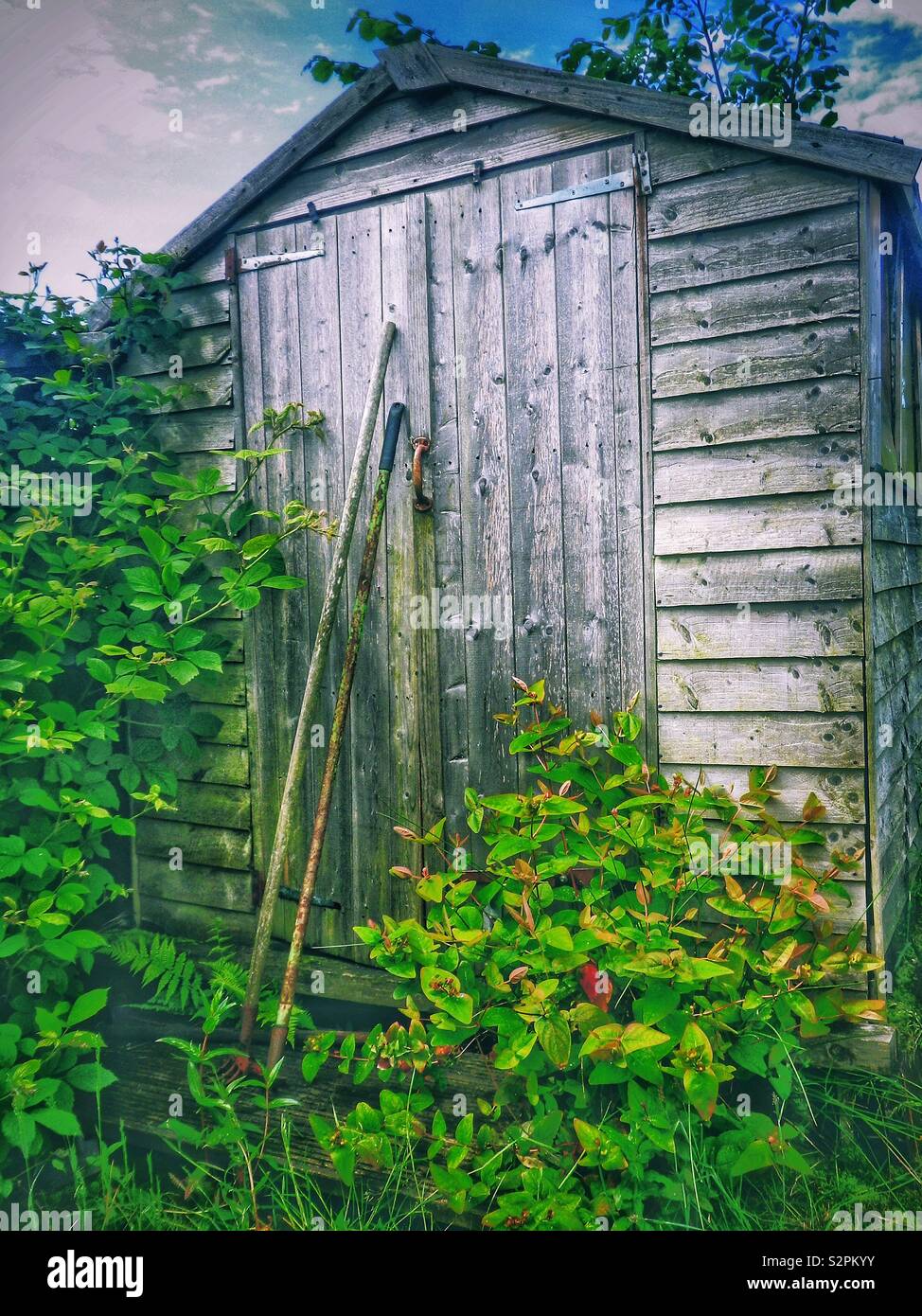 Old garden shed in an abandoned allotment - Smartphone Captured Stock Image