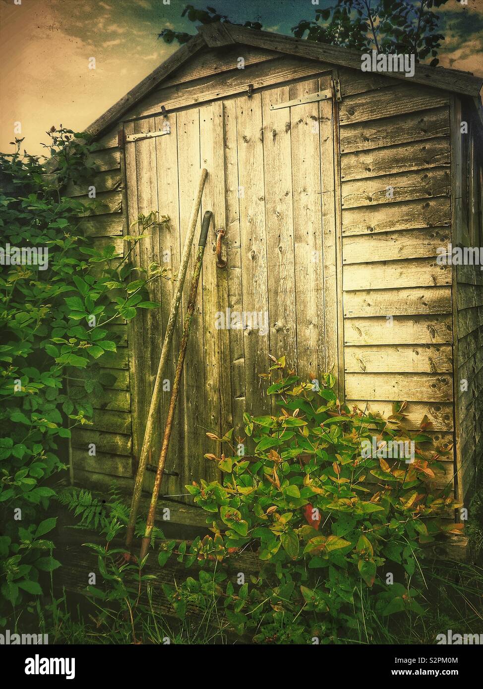 Overgrown shrubs and old shed in an abandoned allotment - Smartphone Captured Stock Image